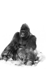 Fototapeta premium The western lowland gorilla (Gorilla gorilla gorilla), an adult large silverback male. Great gorilla isolated on white background.