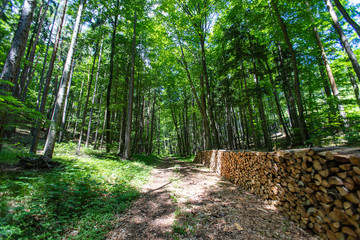 path in green forest