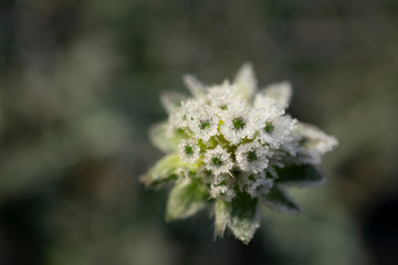 flower garden in the winter