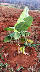 Banana seedlings The duration of planting 8 weeks.