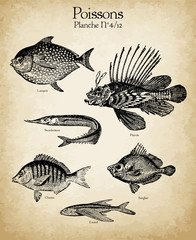 Gravures anciennes poissons N°4/12