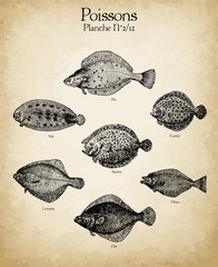 Gravures anciennes poissons N°2/12