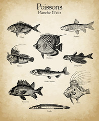 Gravures anciennes poissons N°1/12