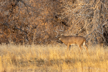 Naklejka na ściany i meble Whitetail deer Buck During the Fall Rut