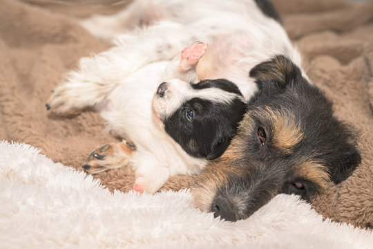 very small Jack Russell Terrier puppy dog with his mother. Pup and bitch are cuddling