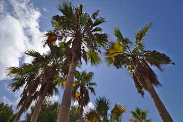Palm trees bottom view with sky and clouds