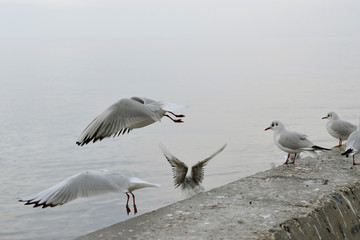 Flock of gulls, ducks, swans and doves on a cloudy day on the black sea coast 