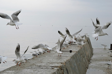 Flock of gulls, ducks, swans and doves on a cloudy day on the black sea coast 