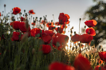 field of red poppies 