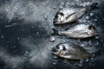 Raw chilled dorado fish on an ice cubes. Top view with copy space.