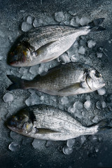 Raw chilled dorado fish on an ice cubes. Top view with copy space.