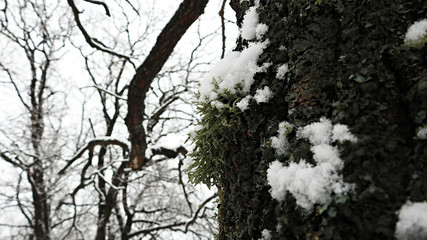 Fototapeta premium lichen in snow