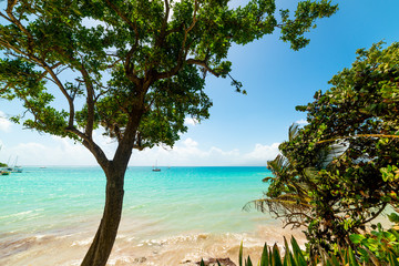 Fototapeta na wymiar Trees by the sea in La Datcha beach in Guadeloupe