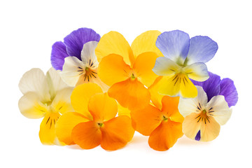 Pansy flowers