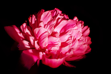 Pink Peony flower close-up photo on black background