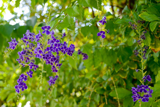 Duranta 'Dark Purple'. A duranta repens flower. Close up duranta repens violet