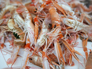 fresh langoustines on the market