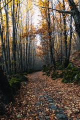 Old way crossing the forest in autumn with leaves on the ground 