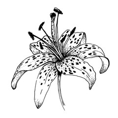 vector flower of asian lily