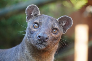 Fossa