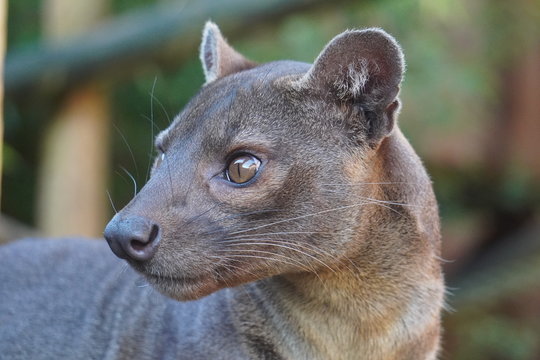 Fossa