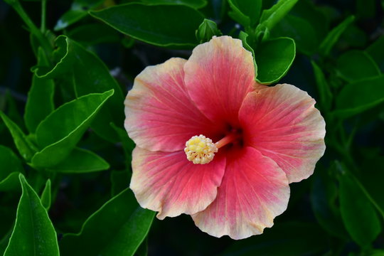 Cucarda, Chiriboga Ecuador