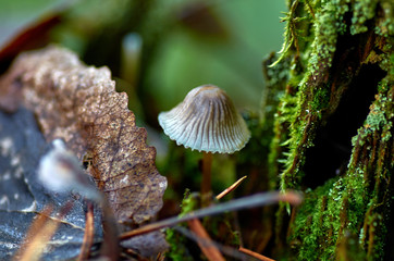 Mushrooms in the forest