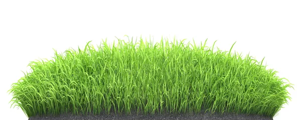 Abwaschbare Fototapete Gras grüne Grassämlinge wachsen auf Bodenrasen isoliert auf weiß