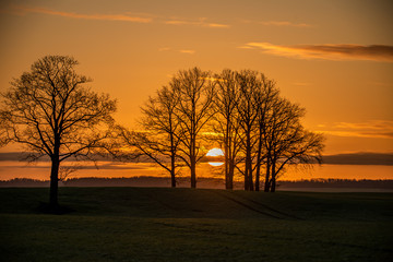 Fototapeta na wymiar Striking sunrise. Sun is between the group of trees