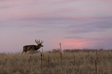 Mule Deer Buck at Sunrise During the fall Rut in Colorado