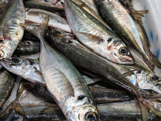 fresh mackerel fish on display
