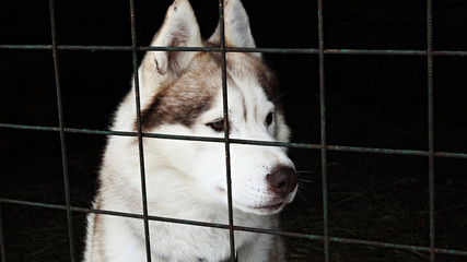 Sad husky in cage