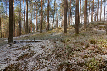 landscape in the first snow