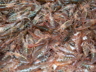 fresh shrimp or krill on display