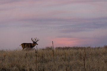 Mule Deer Buck at Sunrise During the fall Rut in Colorado