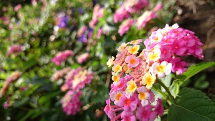 Obraz premium Close up pink Color lantana with blurred green leaf background.
