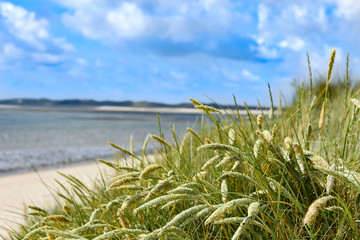 Gräser mit Strand und Nordsee im Hintergrund