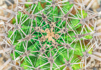 close up. top view of Cactus. for the background