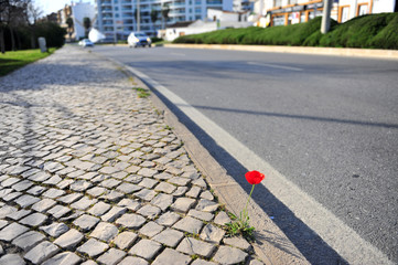 Obraz premium Red poppy flowers on the asphalt road with cars