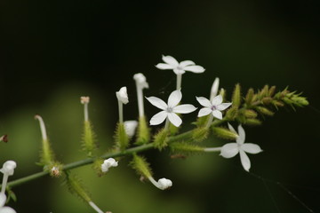 white Lilly flower