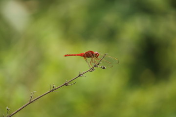 scarlet darter  red dragonfly sitting on stick