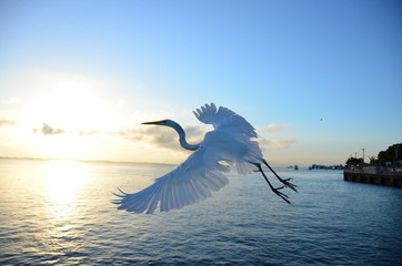 Livre, Leve e Solta!