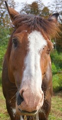 Obraz premium portrait of a horse