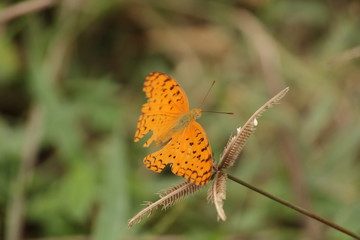 orange butterfly sitting on plant