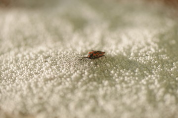 winged red bug, insect, bug, red bug, red-black insect color, snow, snow insect, crystals, ice, insect wings, arthropod, insect mustache, insect eyes, snowflakes, icicles, bug eating, firefighter bug