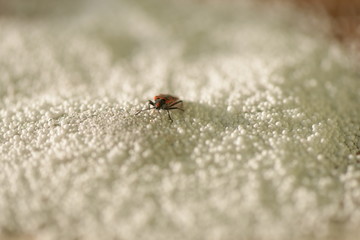 winged red bug, insect, bug, red bug, red-black insect color, snow, snow insect, crystals, ice, insect wings, arthropod, insect mustache, insect eyes, snowflakes, icicles, bug eating, firefighter bug