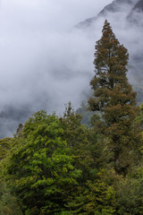 Haast Makarora Pass Highway. South Island New Zealand. Mountains and fog.