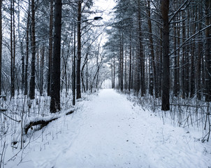 a path in the winter alley of the Park with rows of tall trees covered with snow