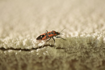 winged red bug, insect, bug, red bug, red-black insect color, snow, snow insect, crystals, ice, insect wings, arthropod, insect mustache, insect eyes, snowflakes, icicles, bug eating, firefighter bug