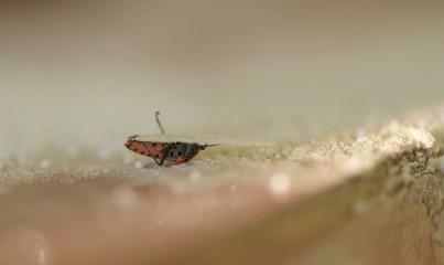 winged red bug, insect, bug, red bug, red-black insect color, snow, snow insect, crystals, ice, insect wings, arthropod, insect mustache, insect eyes, snowflakes, icicles, bug eating, firefighter bug